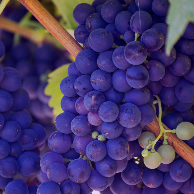 Grape Varieties～ブドウの種類～ | ワインセラーのフォルスタージャパン